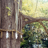 yashica35 #1