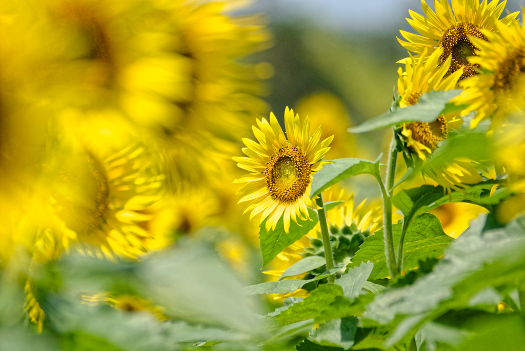 Good afternoon sunny gold #4