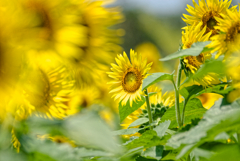 Good afternoon sunny gold #4