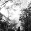 Memories of Kichijyoji　#15