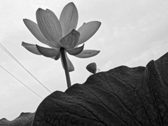 lotus #33