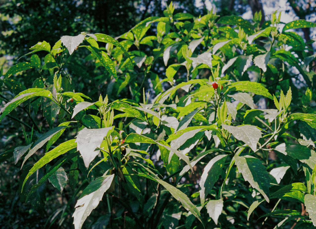 OLYMPUS 35DC #1