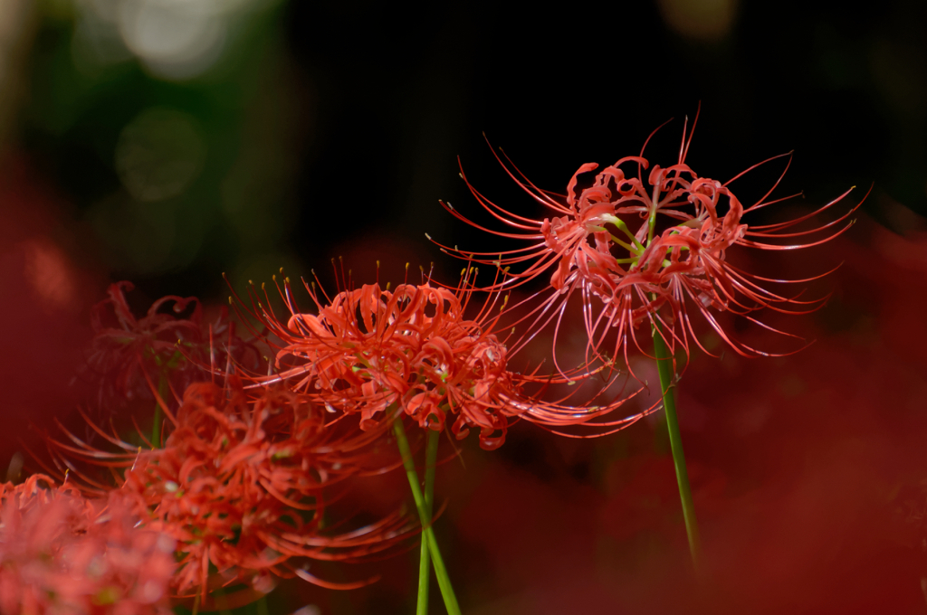 曼珠沙華 #2