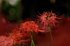 曼珠沙華 #2