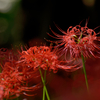 曼珠沙華 #2