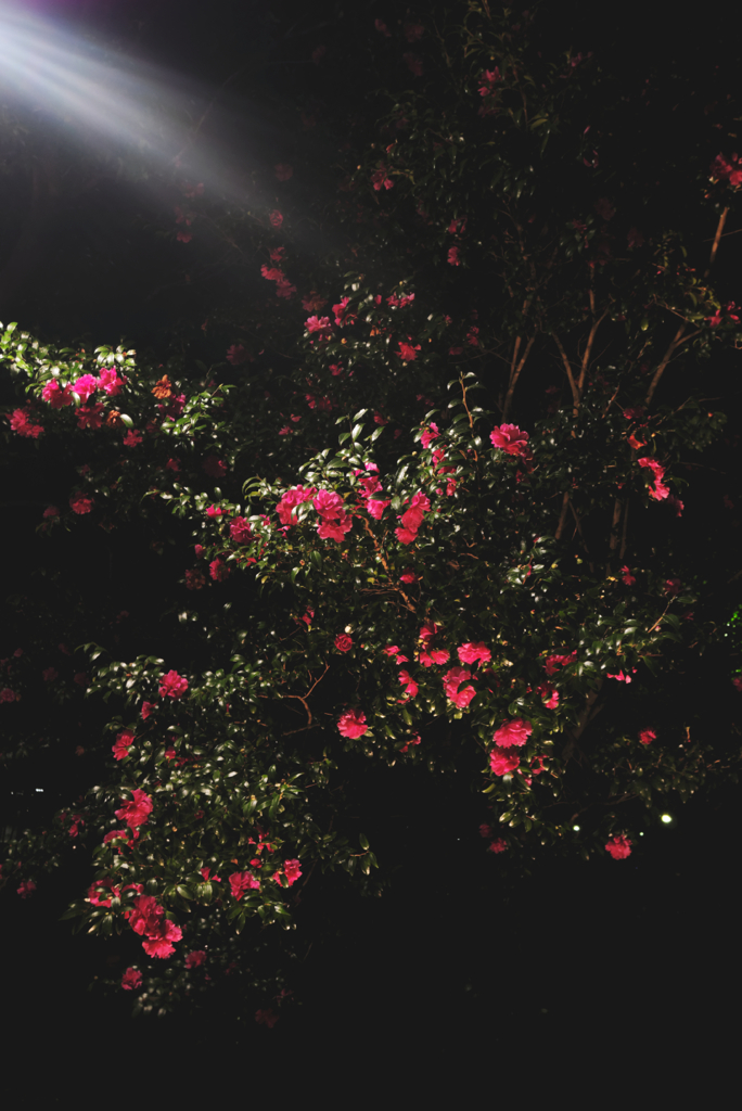 in the castle of rose #18