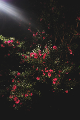 in the castle of rose #18