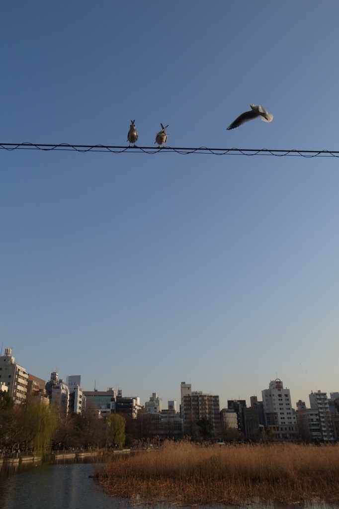a spring day in the Ueno #10