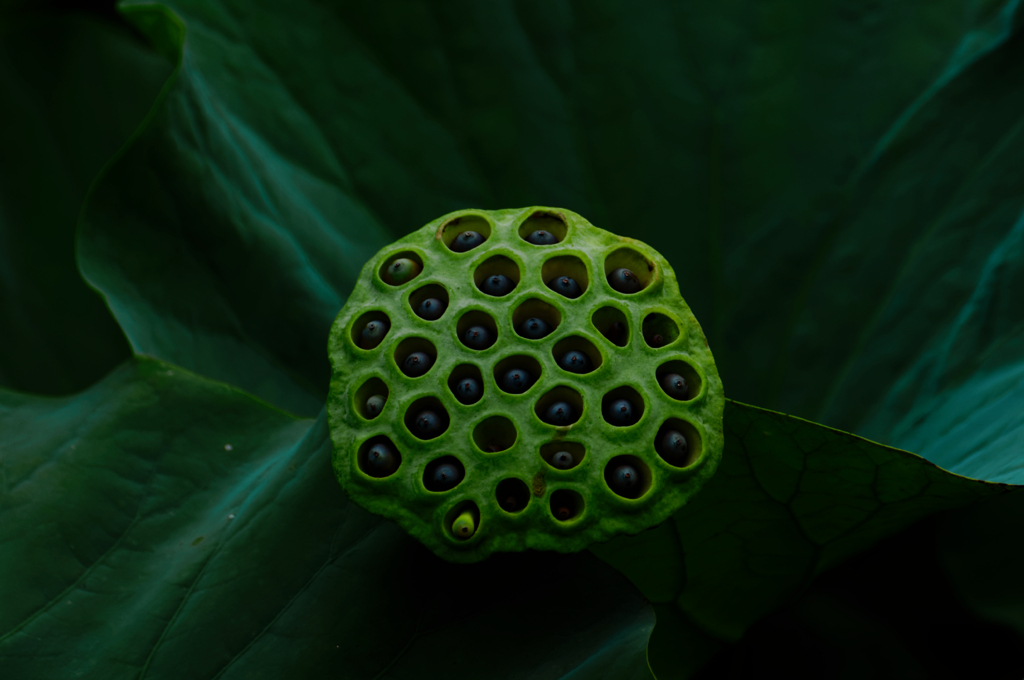 lotus #6