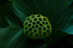 lotus #6