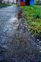 恋しくて、菜種梅雨に濡れる桜 #3