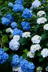 hydrangea #11