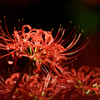 曼珠沙華 #3