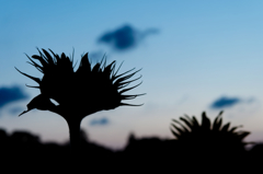 night sunflower #2