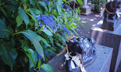 梅雨の花 #2
