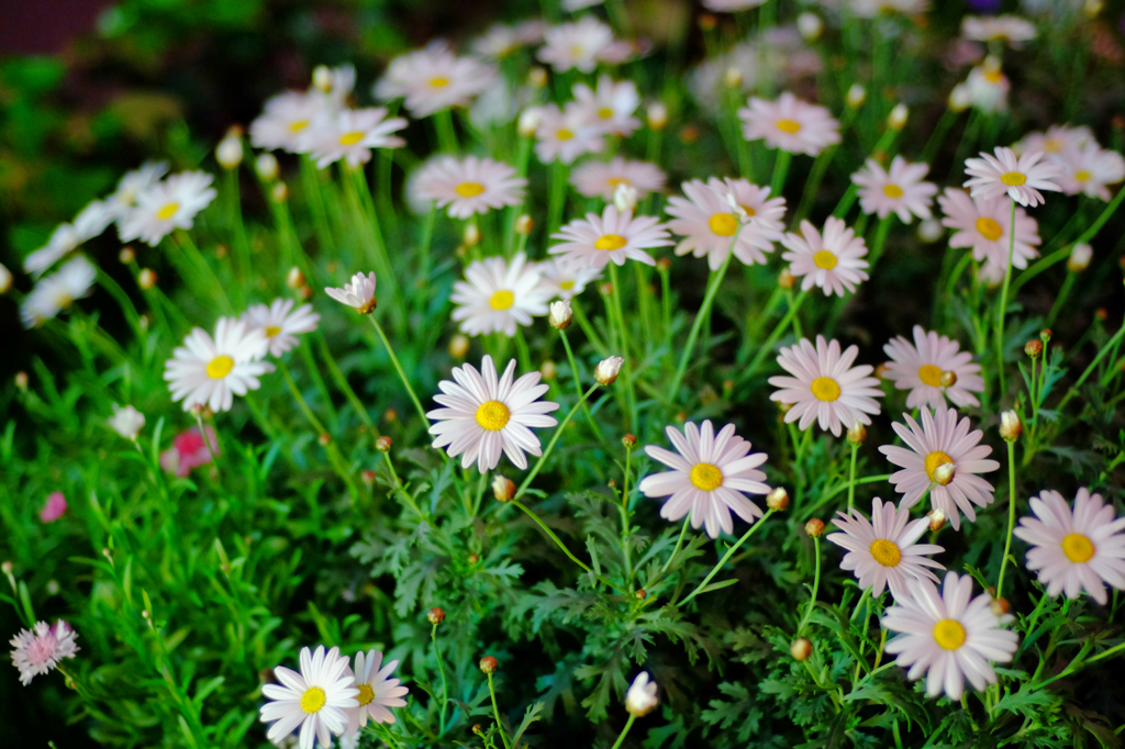 Marunouchi Flowers #1