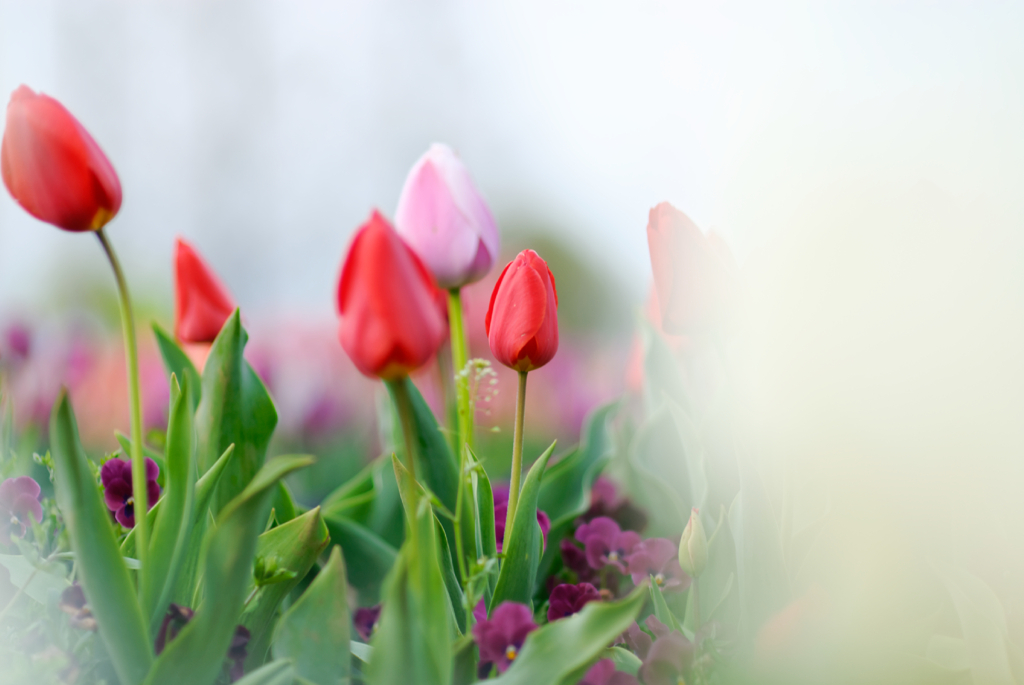 Lollipop Tulip #5