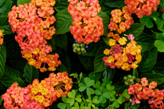 saturated colors　#17