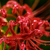 曼珠沙華 #11