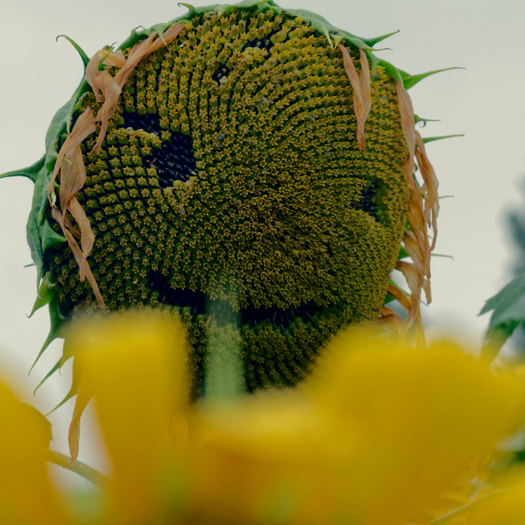 rainy sunflower #3