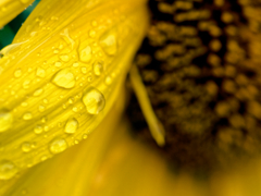 rainy sunflower #6