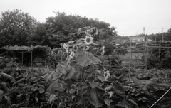 OLYMPUS WIDE #07