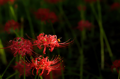 曼珠沙華 #1