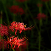 曼珠沙華 #1