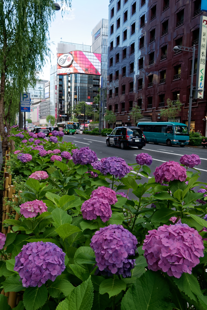 Ginza street pics #38