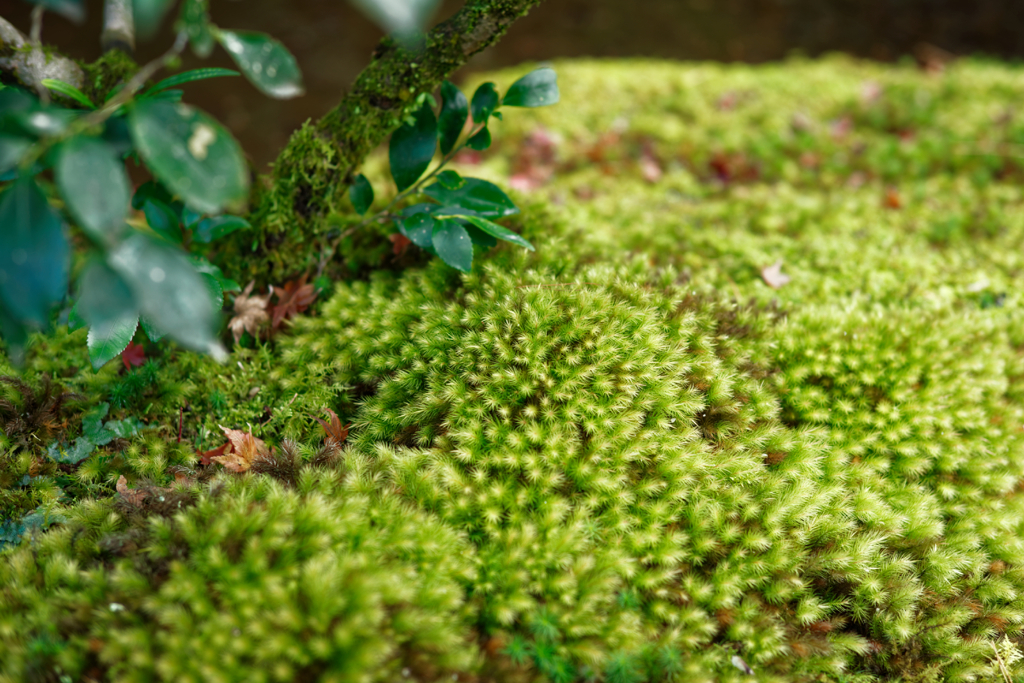 Kyoto Trip Snap #106