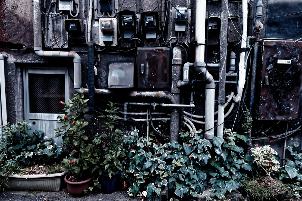 in the castle of rose #10