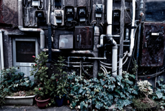 in the castle of rose #10