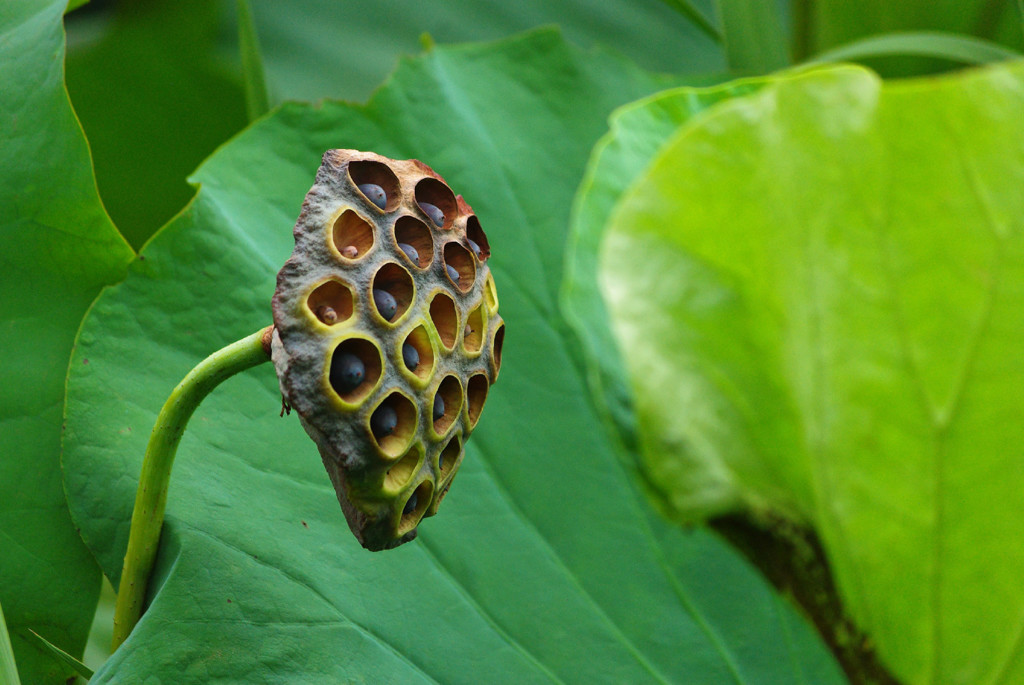lotus #12