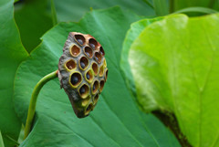 lotus #12