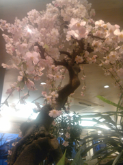 spring of MOS burger