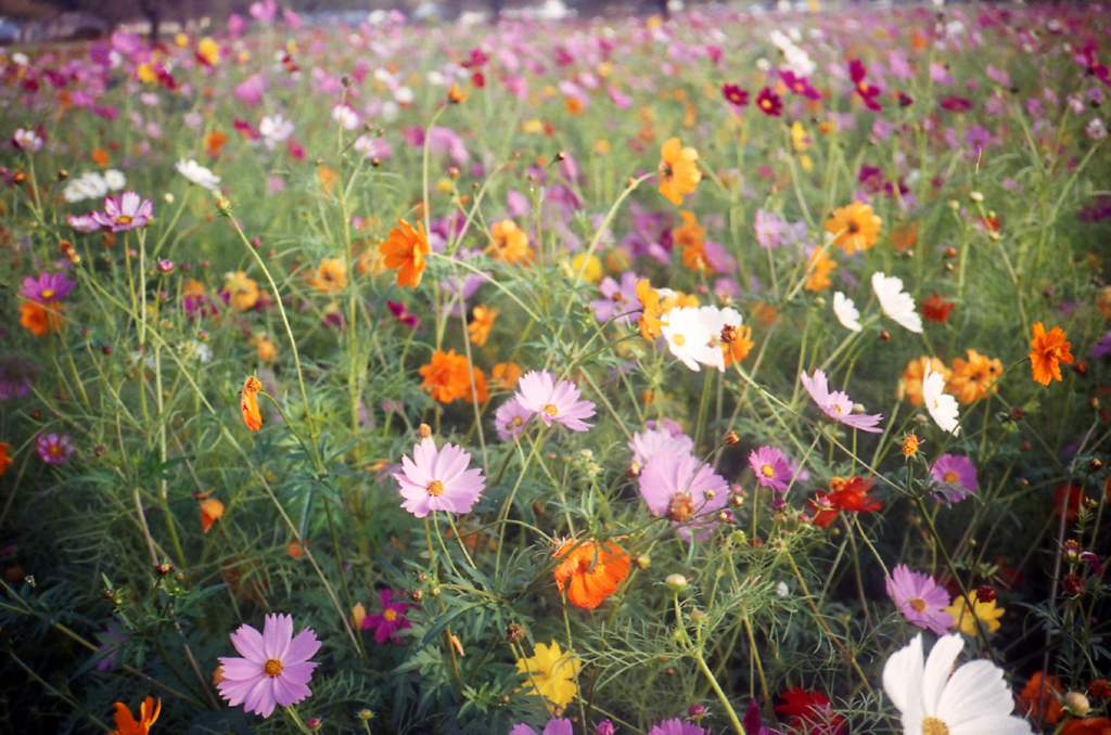 YASHICA ELECTRO 35 MC #1