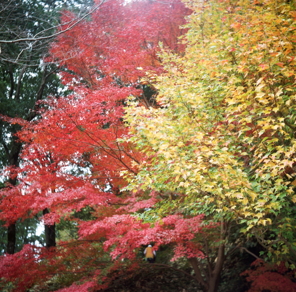 Ricohflex Ⅶ #06