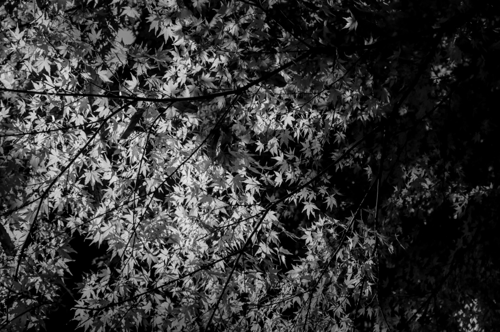 Memories of Kichijyoji　#14