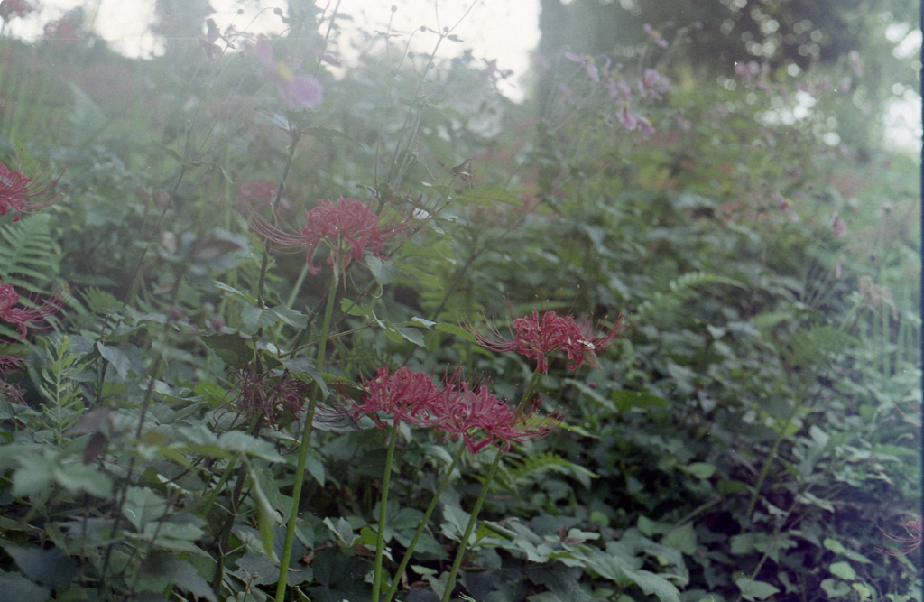 Canon AE-1 #1