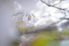 恋しくて、菜種梅雨に濡れる桜 #9