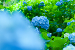 hydrangea #12