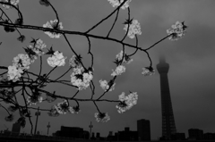 Asakusa camera #54