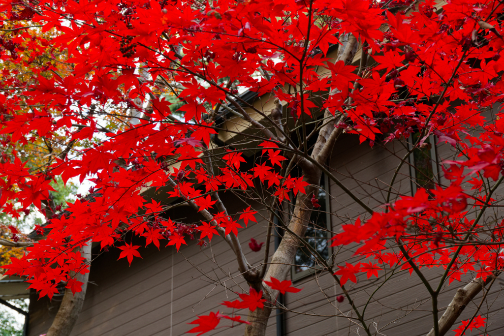 庭園公開2025 #10