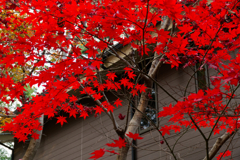 庭園公開2025 #10