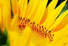 Good afternoon sunny gold #8
