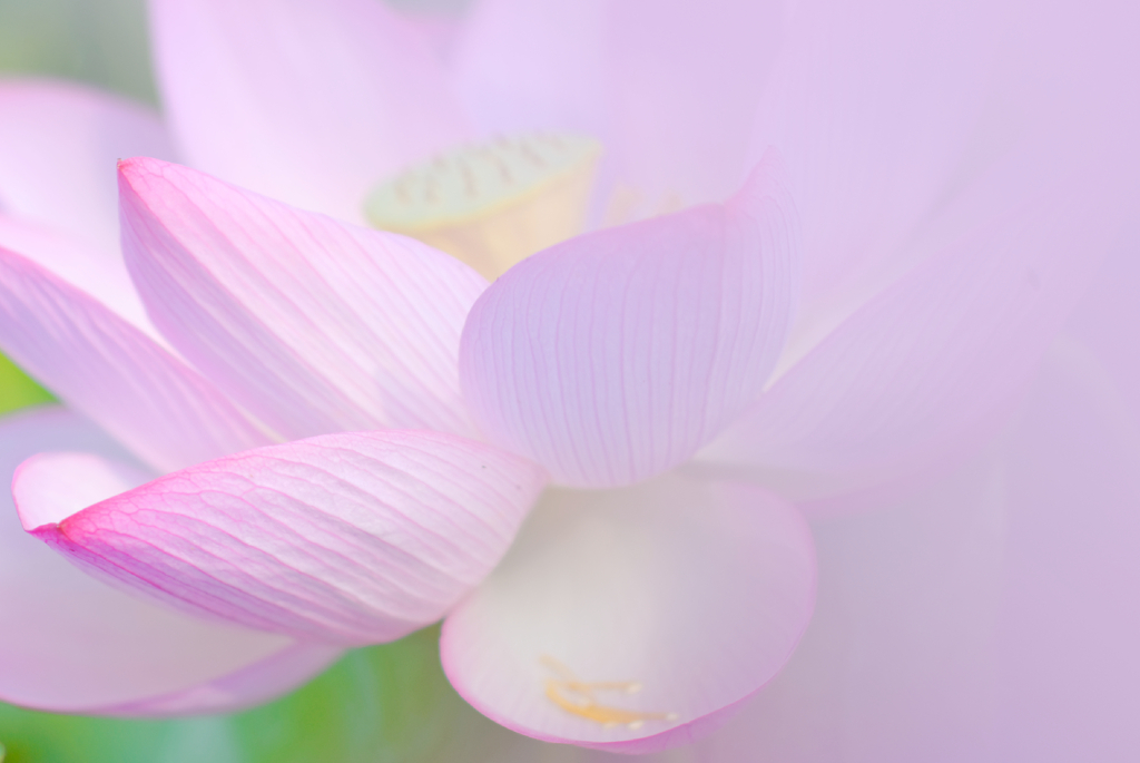 lotus #23