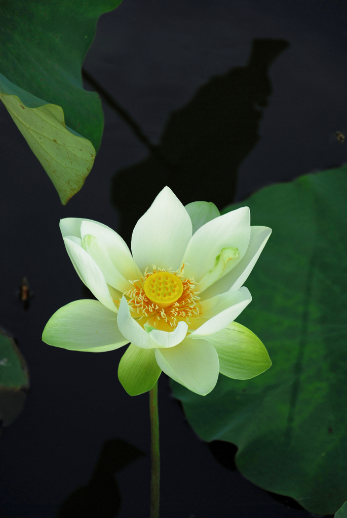 lotus #27