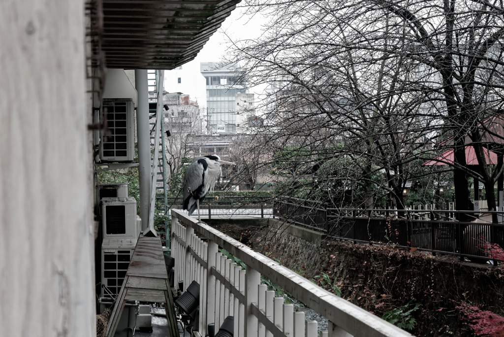 Kyoto Trip Snap #98