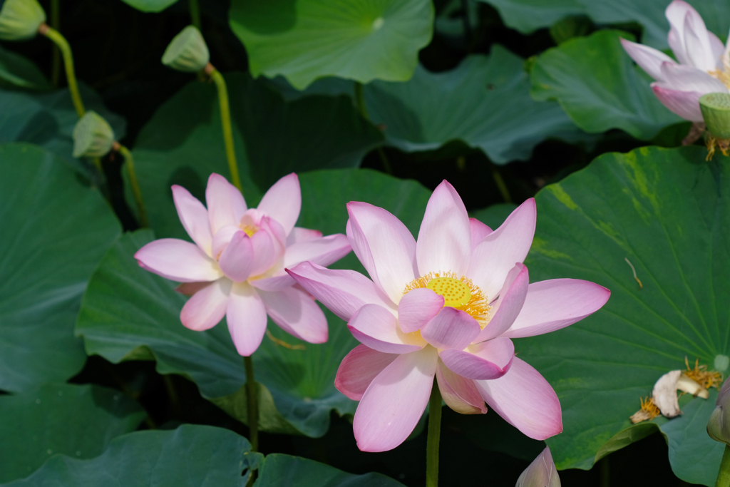 lotus #28