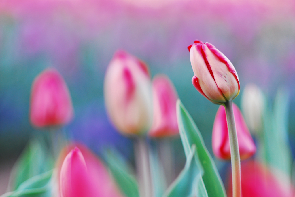Lollipop Tulip #4